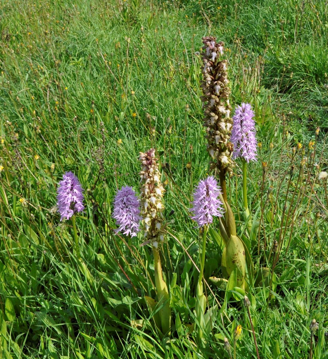 Изображение особи Orchis italica.