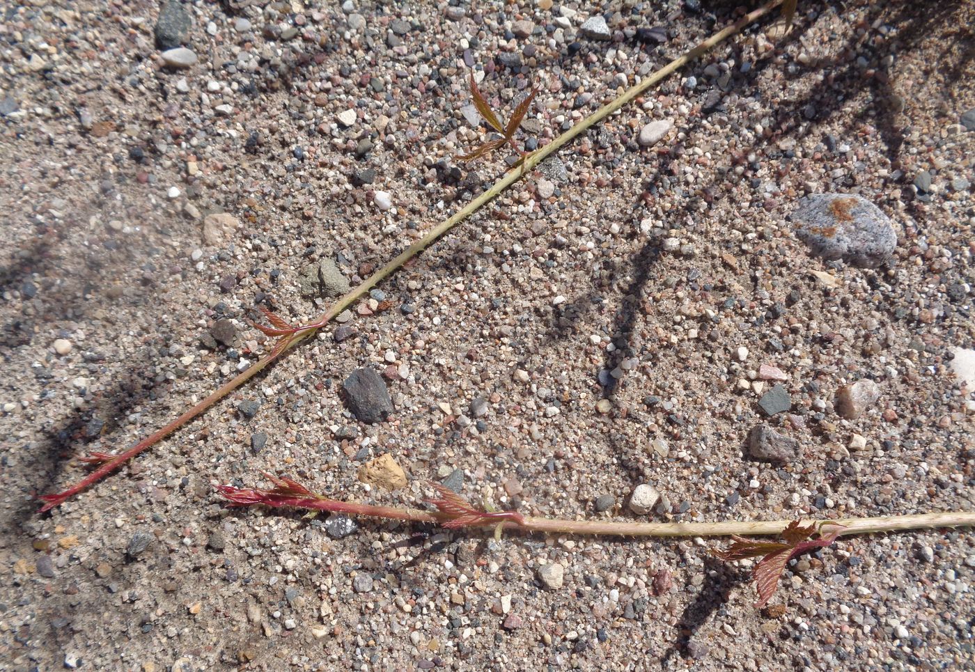 Изображение особи Rubus caesius.