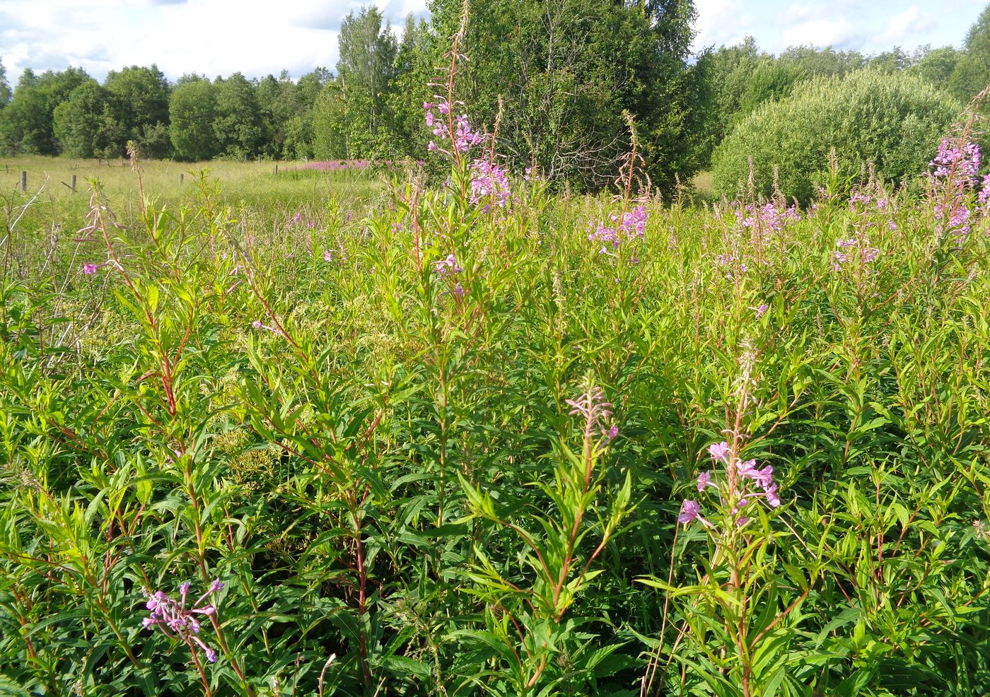 Изображение особи Chamaenerion angustifolium.