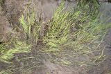 Glyceria fluitans