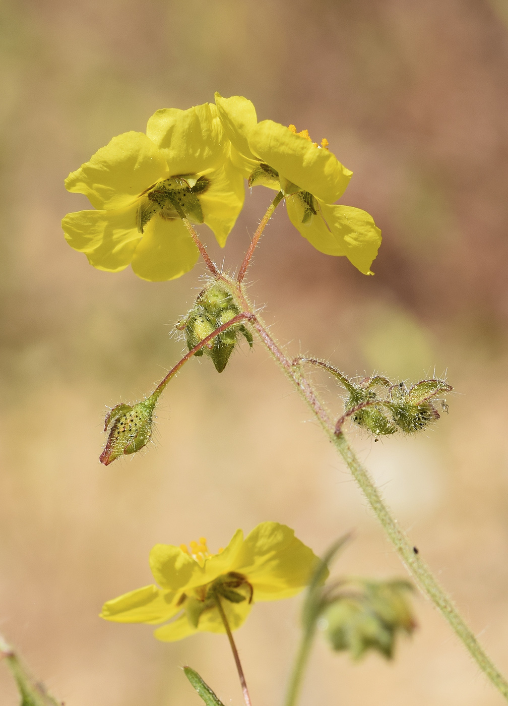 Image of Tuberaria guttata specimen.