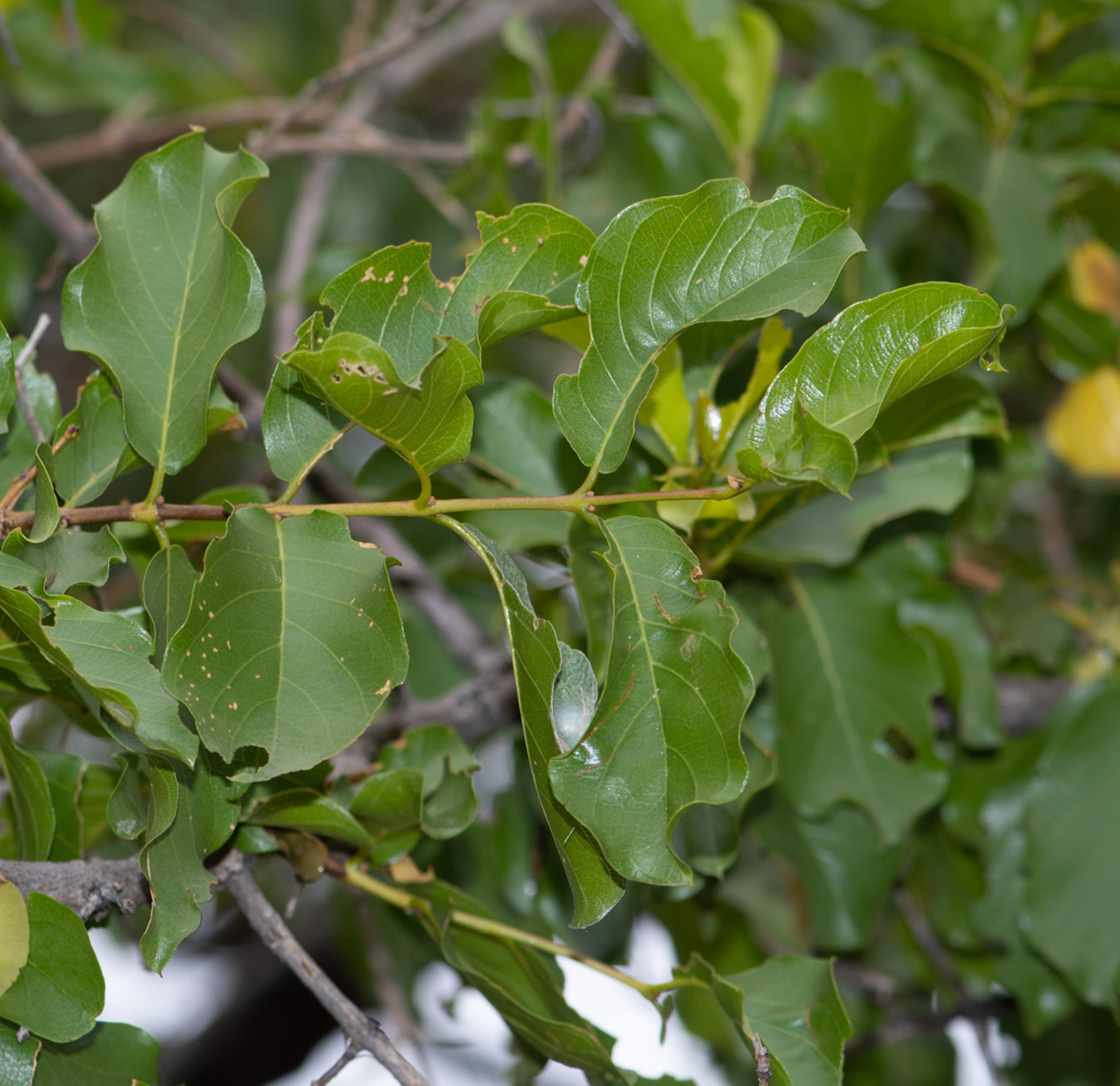 Изображение особи Combretum apiculatum.