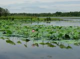 Nelumbo komarovii