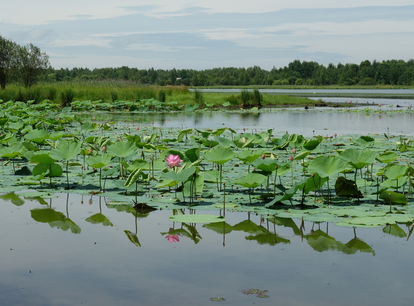 Изображение особи Nelumbo komarovii.