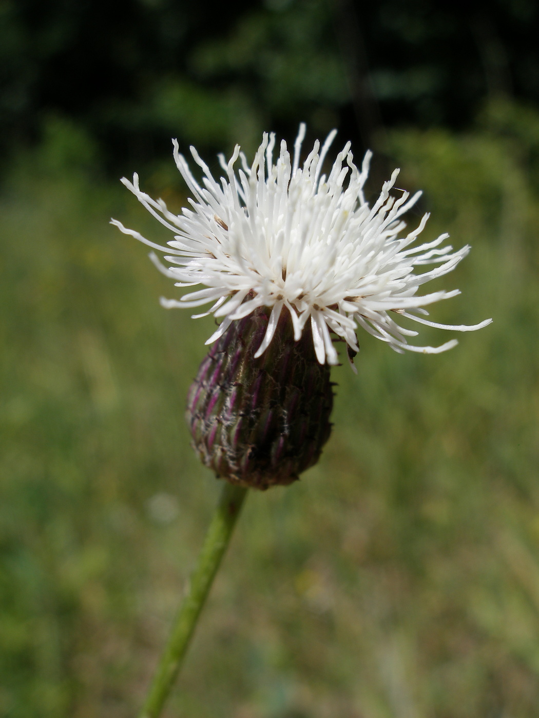 Изображение особи Cirsium setosum.