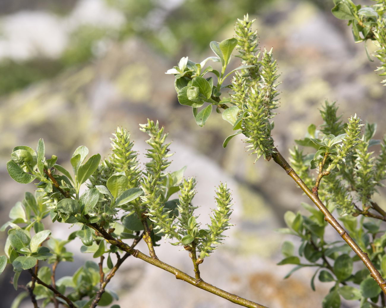 Изображение особи Salix uralicola.