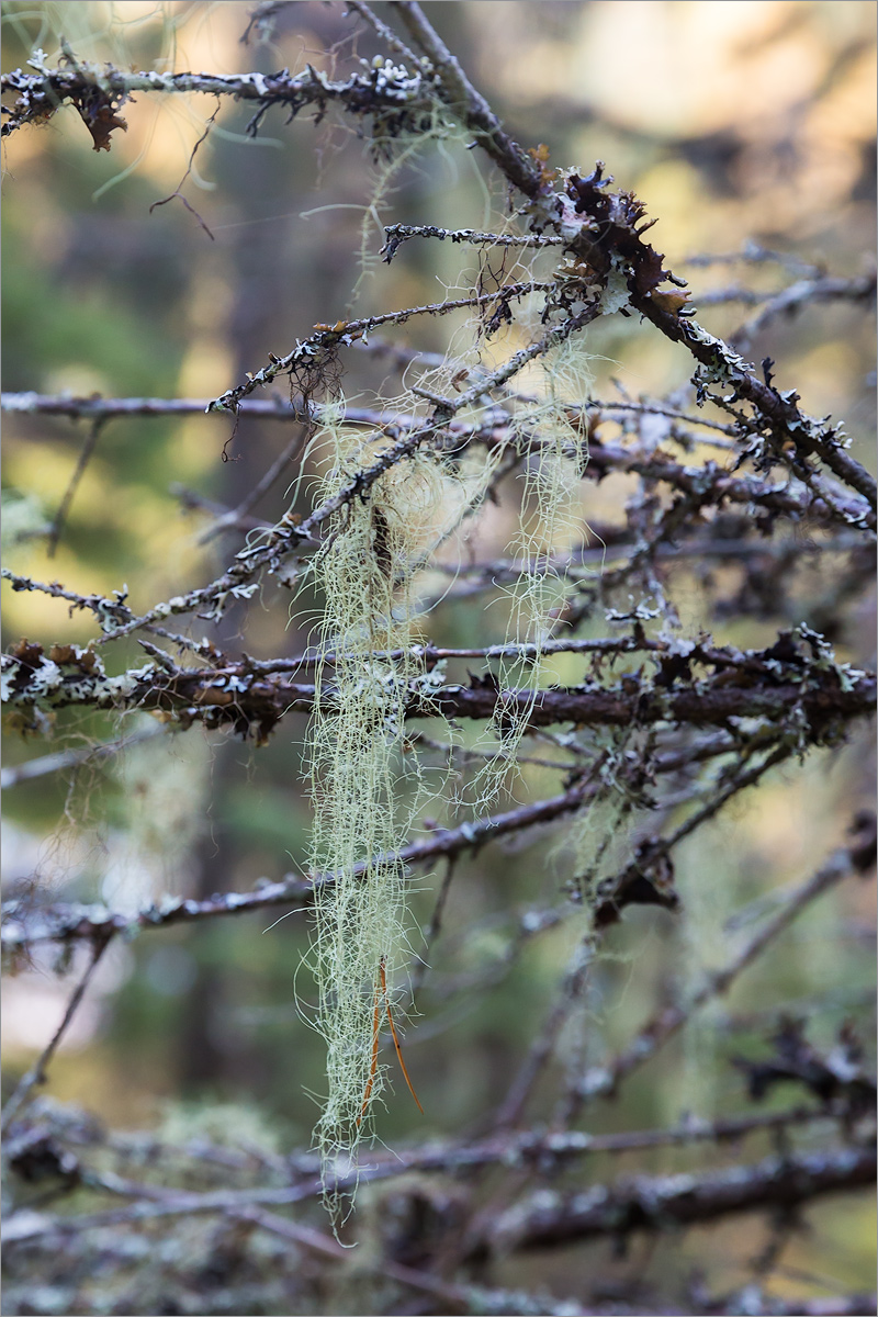 Image of genus Usnea specimen.