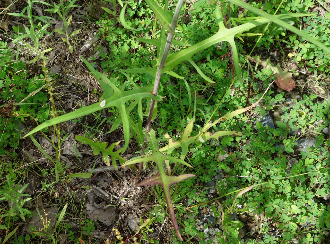 Изображение особи Lactuca indica.