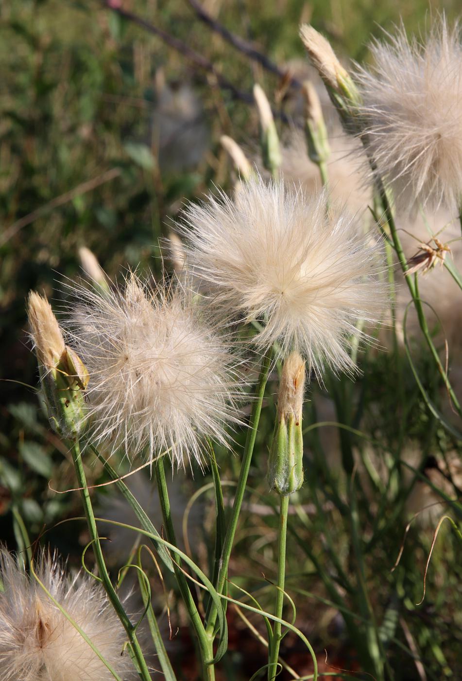 Изображение особи Scorzonera ensifolia.