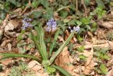 Scilla bithynica