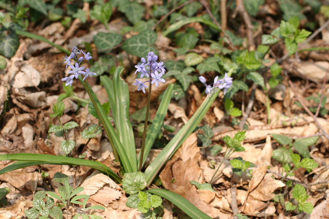 Image of Scilla bithynica specimen.