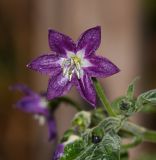 Capsicum pubescens