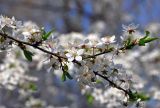 Prunus domestica. Верхушка ветви с цветками и молодыми листьями. Московская обл., г. Железнодорожный, в культуре. 03.05.2020.