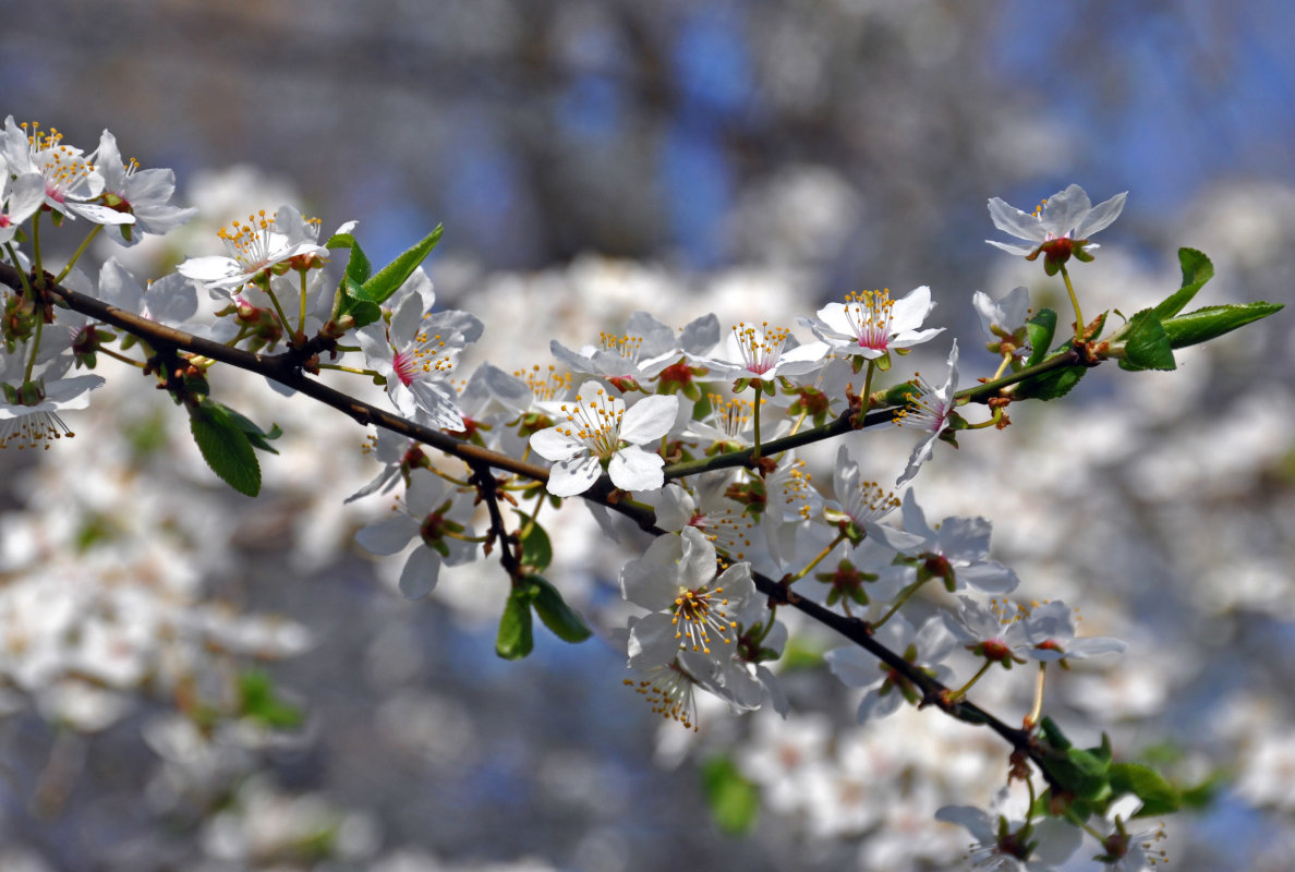Image of Prunus domestica specimen.