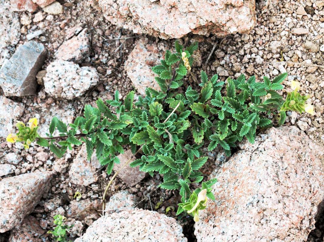 Image of Scutellaria adenostegia specimen.