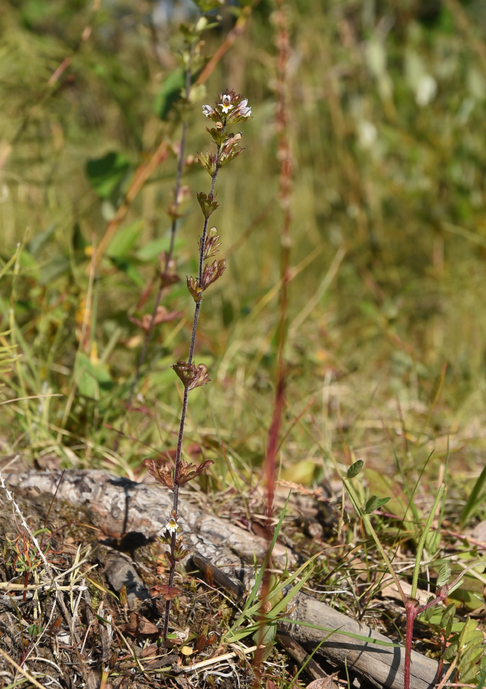 Image of Euphrasia hyperborea specimen.