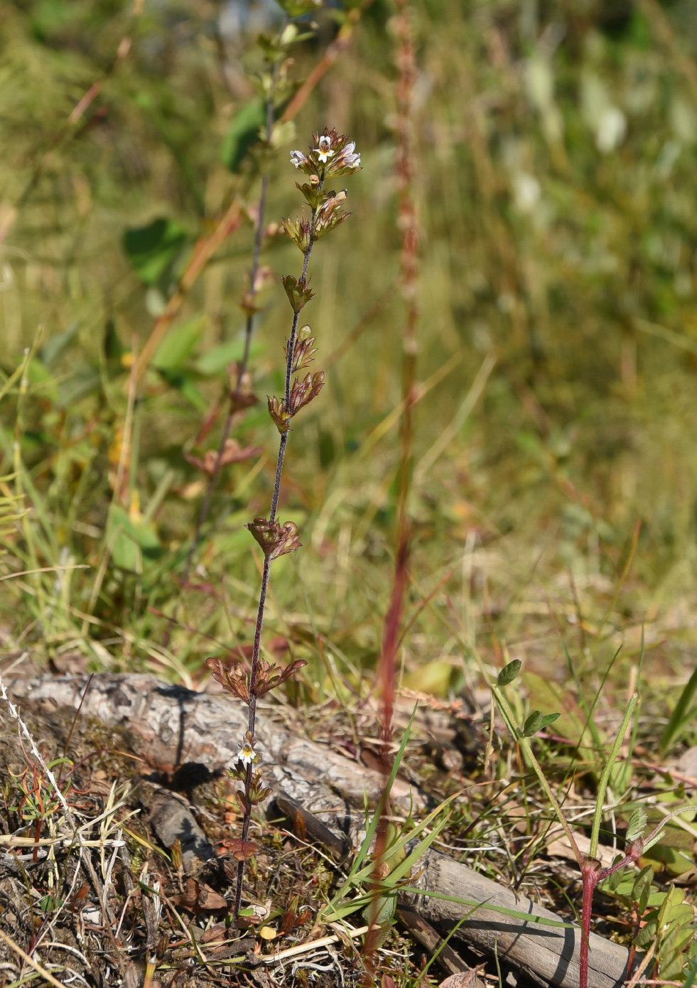 Изображение особи Euphrasia hyperborea.