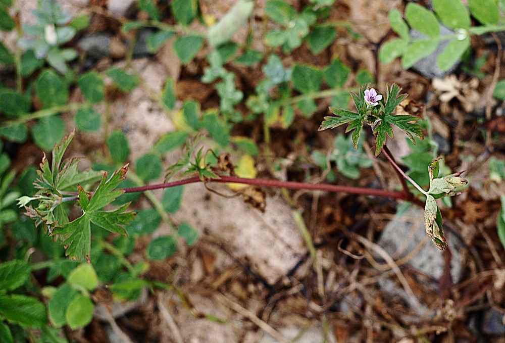 Изображение особи Geranium sibiricum.