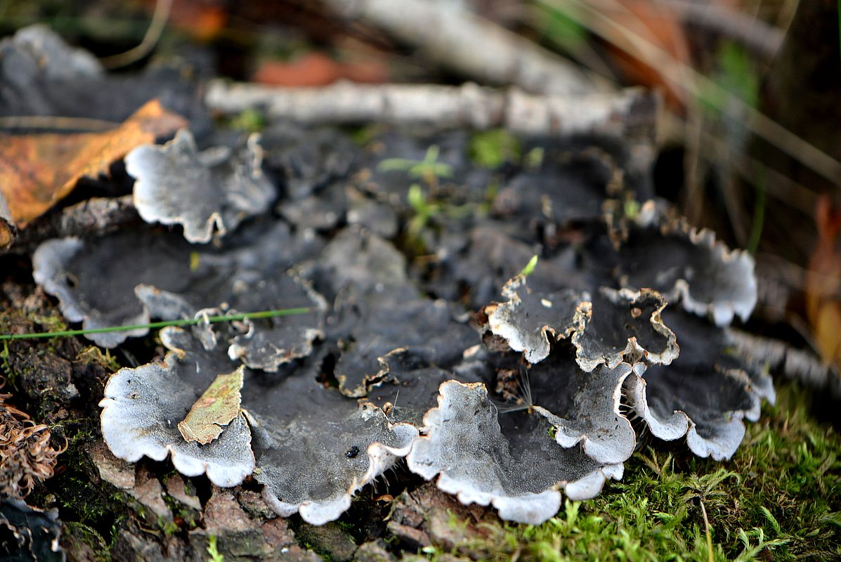 Image of Peltigera canina specimen.