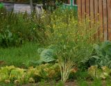 Brassica rapa ssp. pekinensis