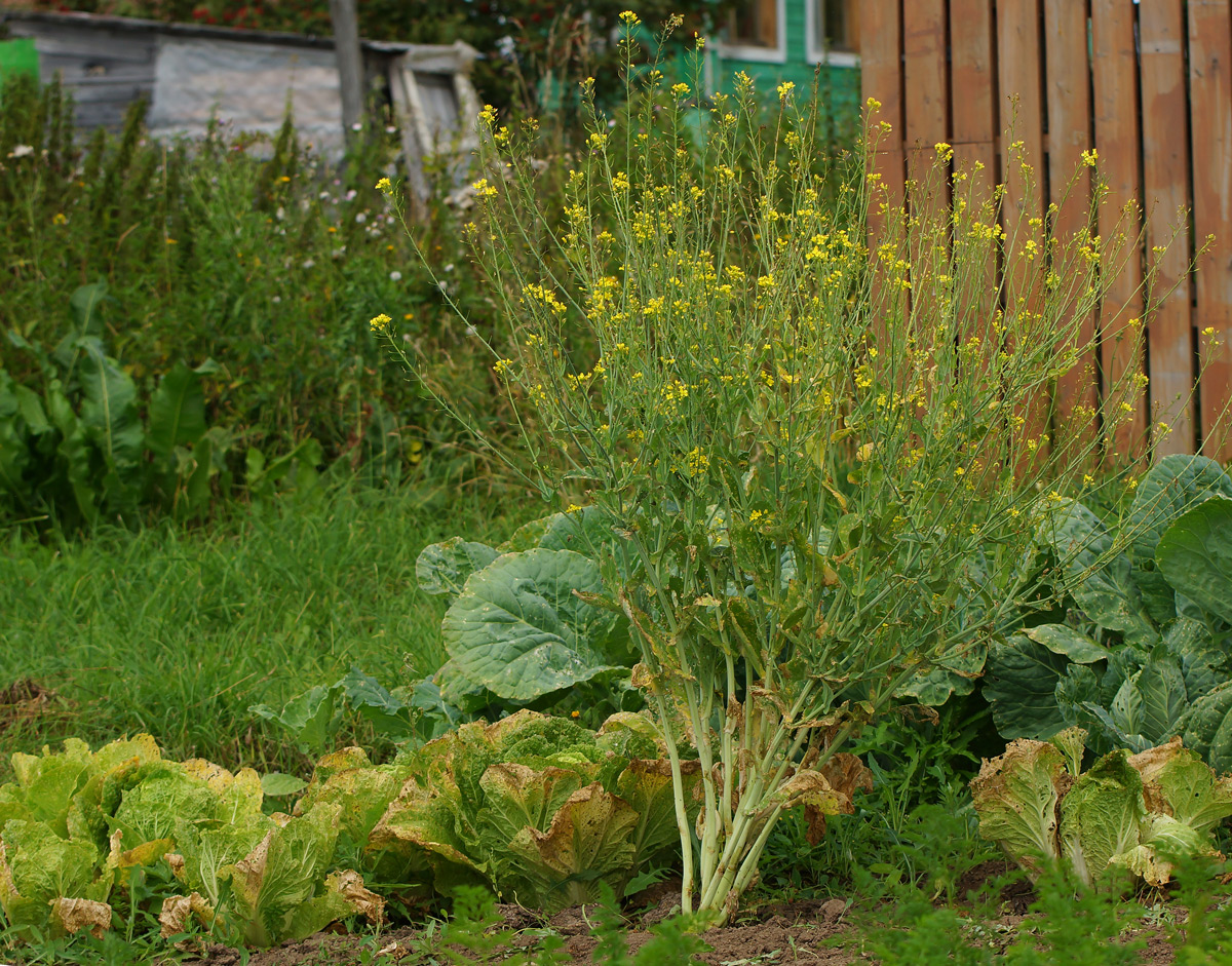 Изображение особи Brassica rapa ssp. pekinensis.