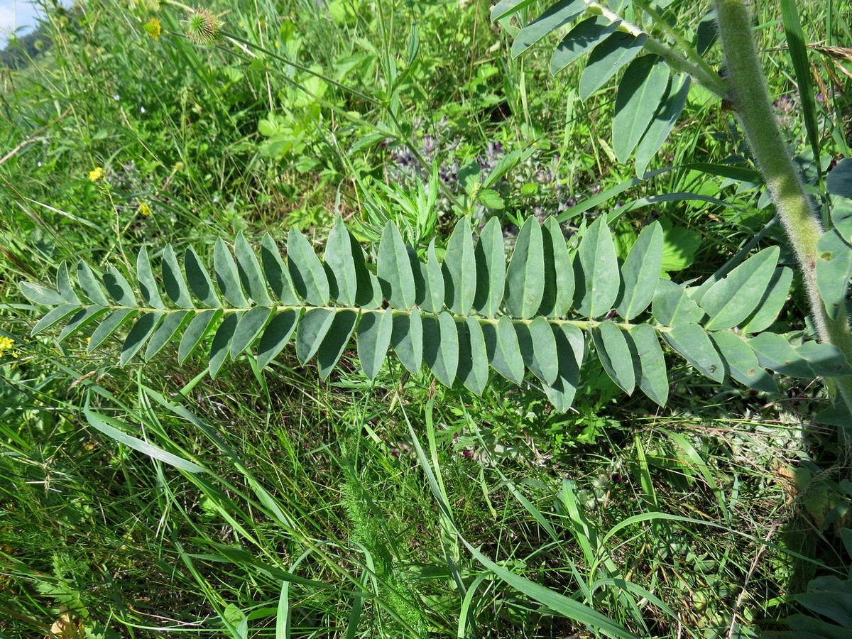 Изображение особи Astragalus alopecurus.