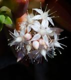 Sedum adolphii