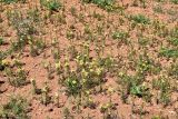 Erysimum repandum