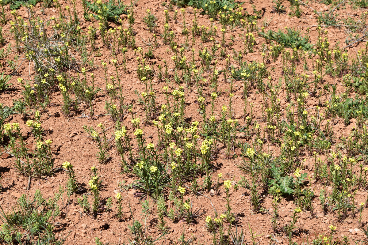 Image of Erysimum repandum specimen.