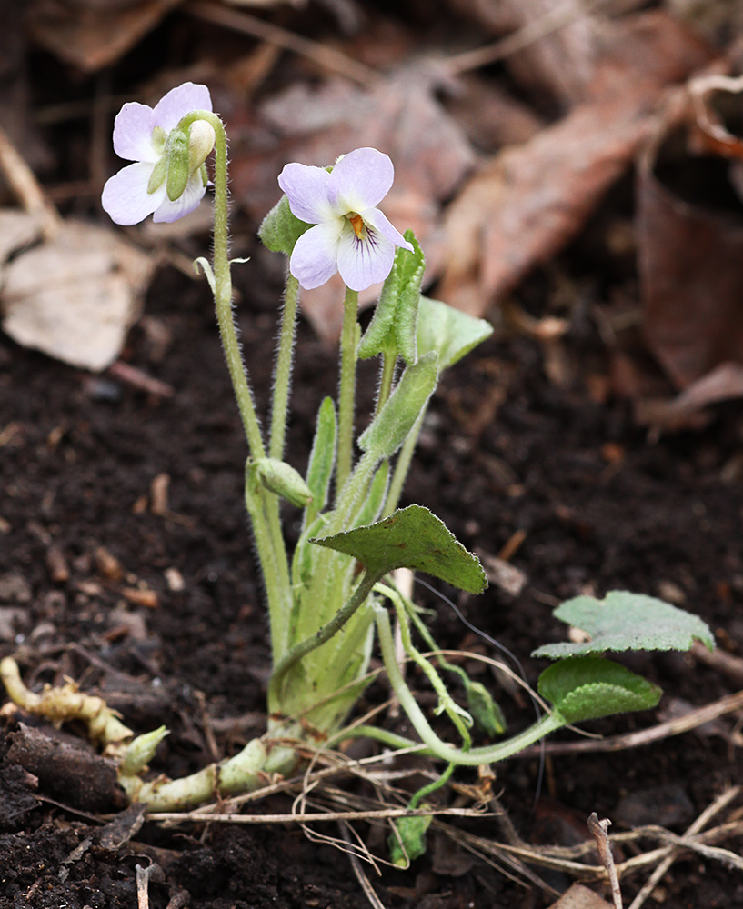 Image of Viola collina specimen.