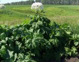 Heracleum sosnowskyi. Цветущее растение. Тульская обл., Плавский р-н, окр. пос. Молочные Дворы, край пашни. 21.06.2010.