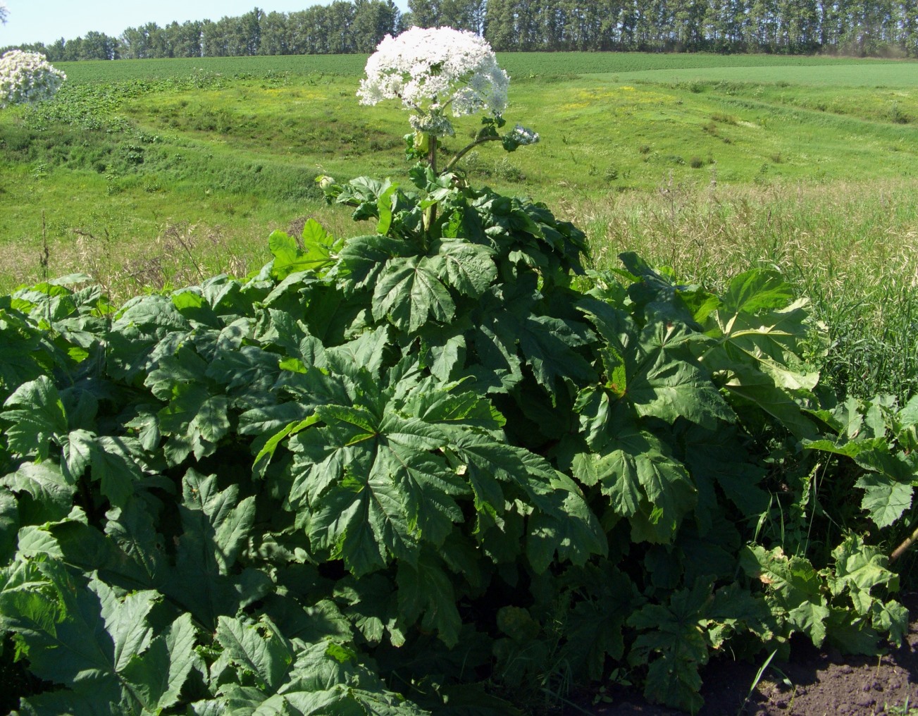 Изображение особи Heracleum sosnowskyi.