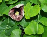 genus Aristolochia. Цветок и листья. Донецк, бот. сад. 01.05.2019.