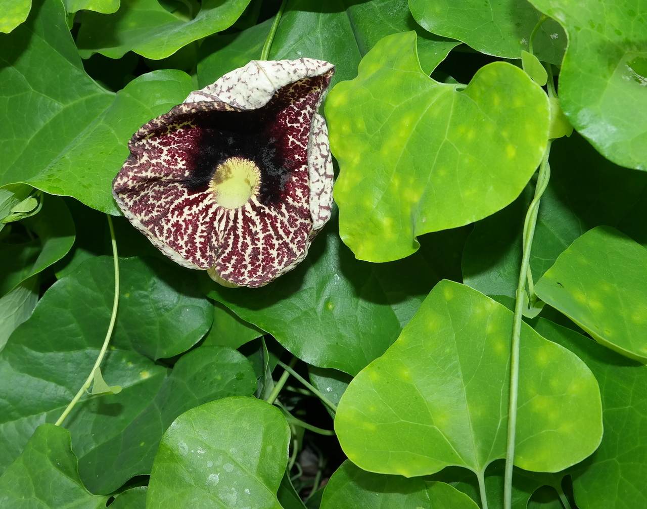 Изображение особи род Aristolochia.