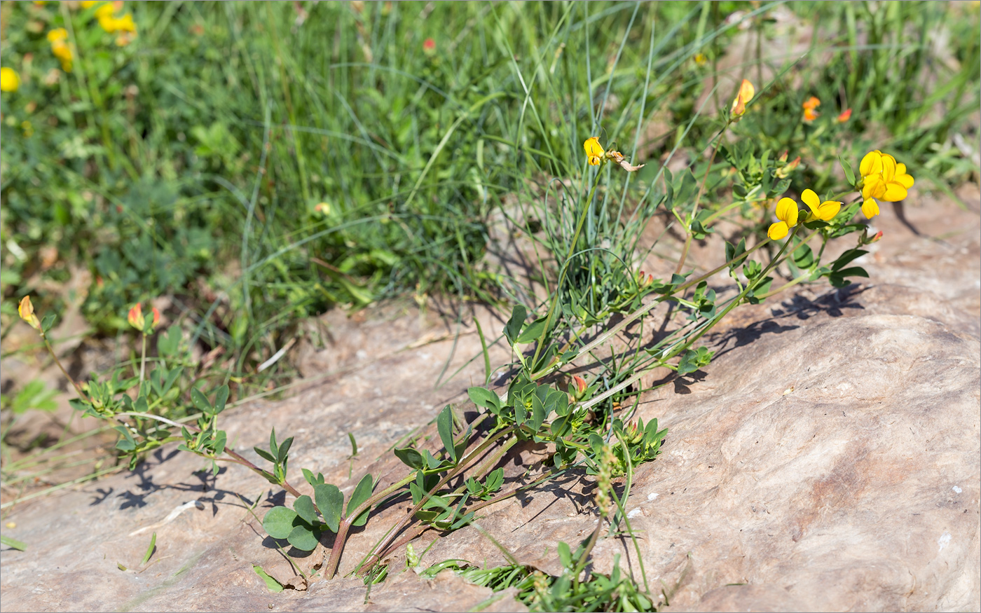 Image of Lotus ruprechtii specimen.