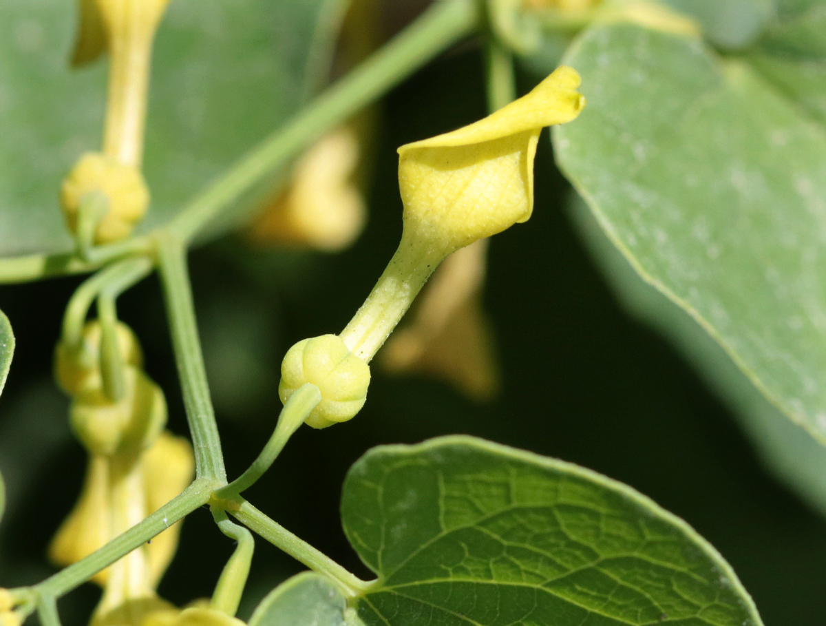 Изображение особи Aristolochia clematitis.