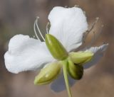 Capparis herbacea. Цветок. Узбекистан, г. Ташкент, Актепа Чиланзарская. 17.09.2017.