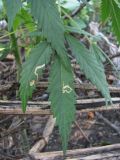 Cannabis sativa var. spontanea