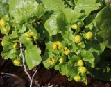 Caltha palustris
