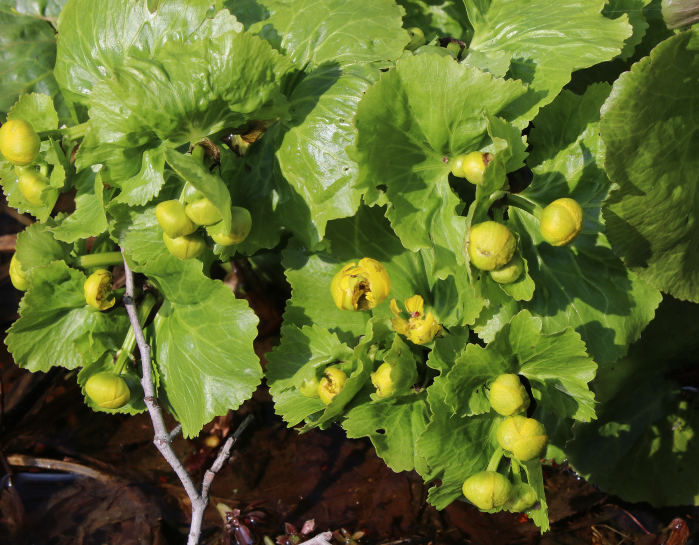 Изображение особи Caltha palustris.