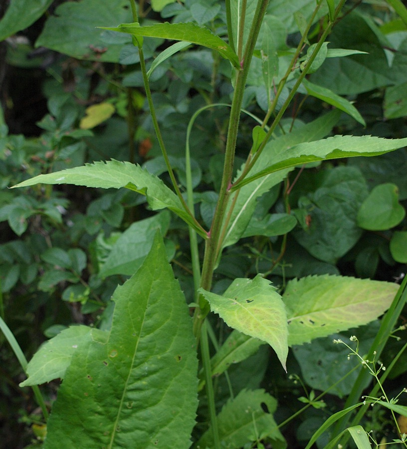 Image of familia Asteraceae specimen.