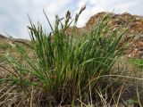 Festuca sibirica. Зацветающее растение. Хакасия, Ширинский р-н, окр. с. Ефремкино, каменистая степь. 08.05.2021.