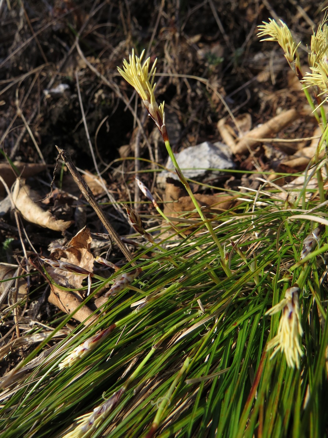 Изображение особи Carex humilis.