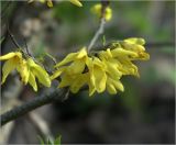 род Forsythia. Цветки на боковом побеге. Московская обл., Раменский р-н, окр. дер. Хрипань, садовый участок. 14.05.2021.