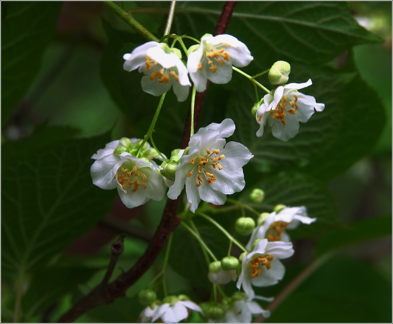 Изображение особи Actinidia kolomikta.