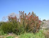 genus Leucadendron