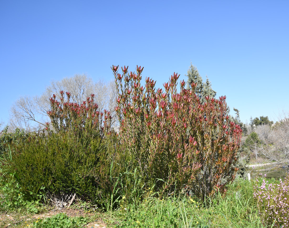 Изображение особи род Leucadendron.