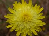 Crepis rhoeadifolia