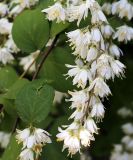 род Deutzia. Соцветие. Краснодарский край, г. Сочи, Дендрарий. 08.06.2021.