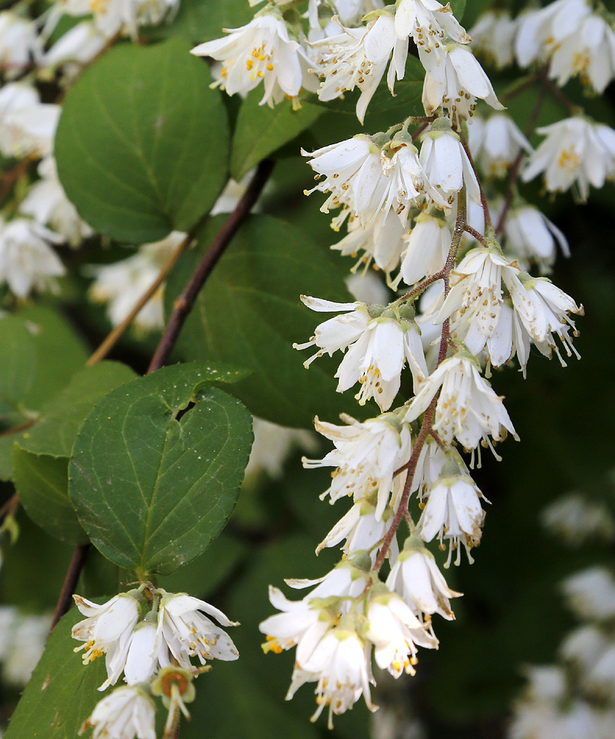 Изображение особи род Deutzia.